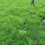 How to Get Rid of Lawn Weeds, Dandelions and Crabgrass