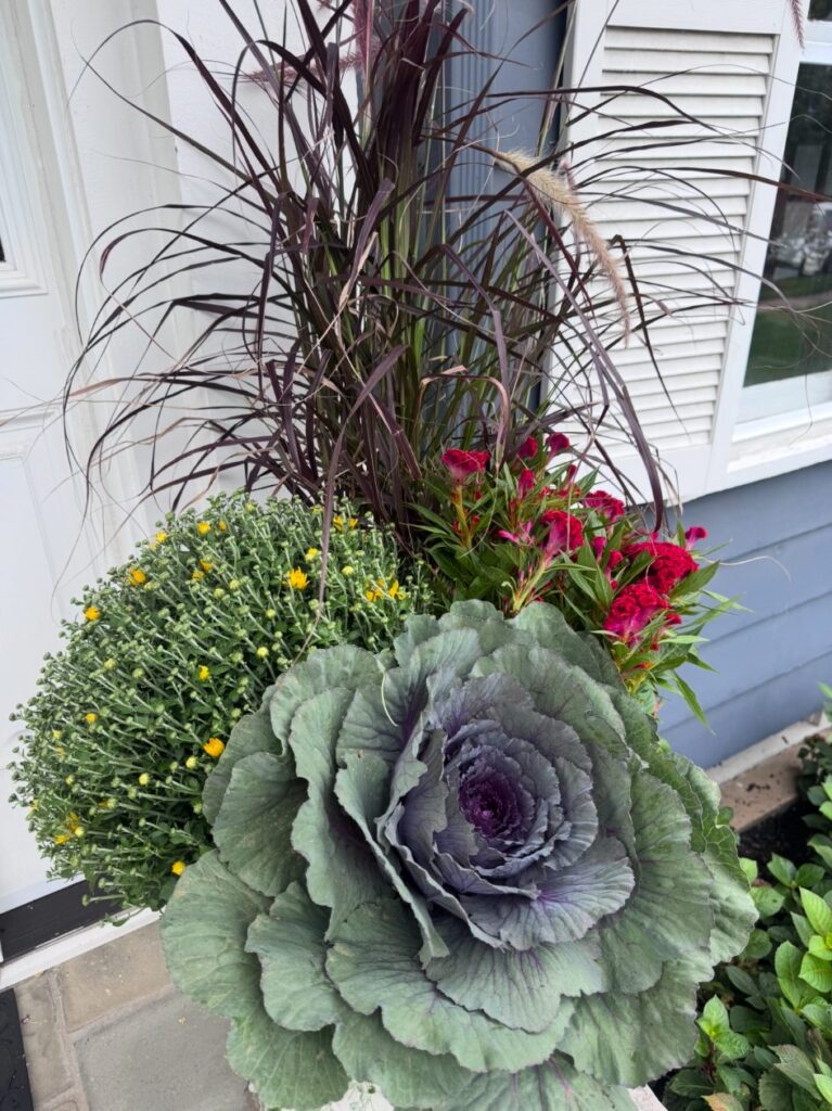 Close-up of a fall seasonal planter with ornamental grass, flowering plants and ornamental kale